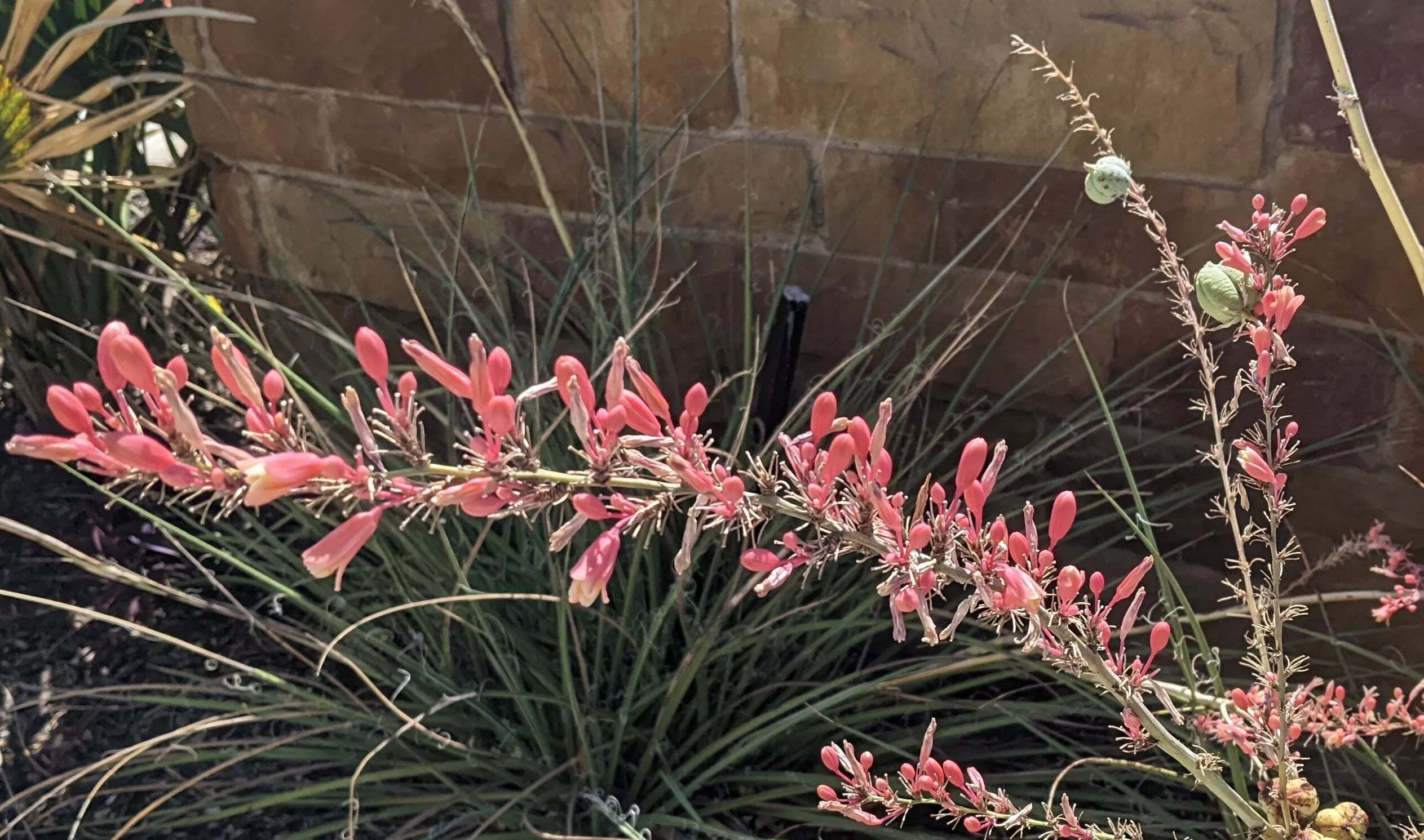 Red Yucca