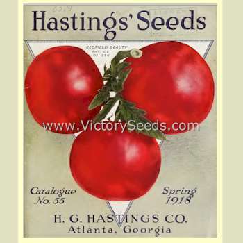 Redfield Beauty Tomato