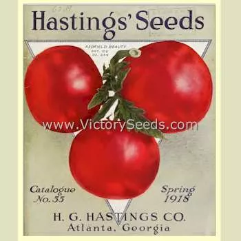 Redfield Beauty Tomato