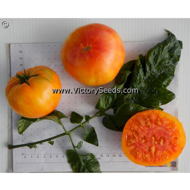 Lucky Cross Tomato
