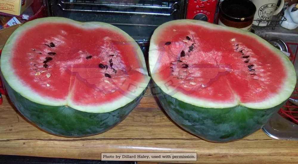 Florida Giant Watermelon