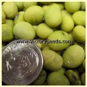 Hakucho Soybean