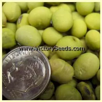 Hakucho Soybean