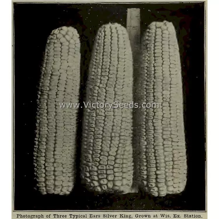 Silver King White Dent Corn