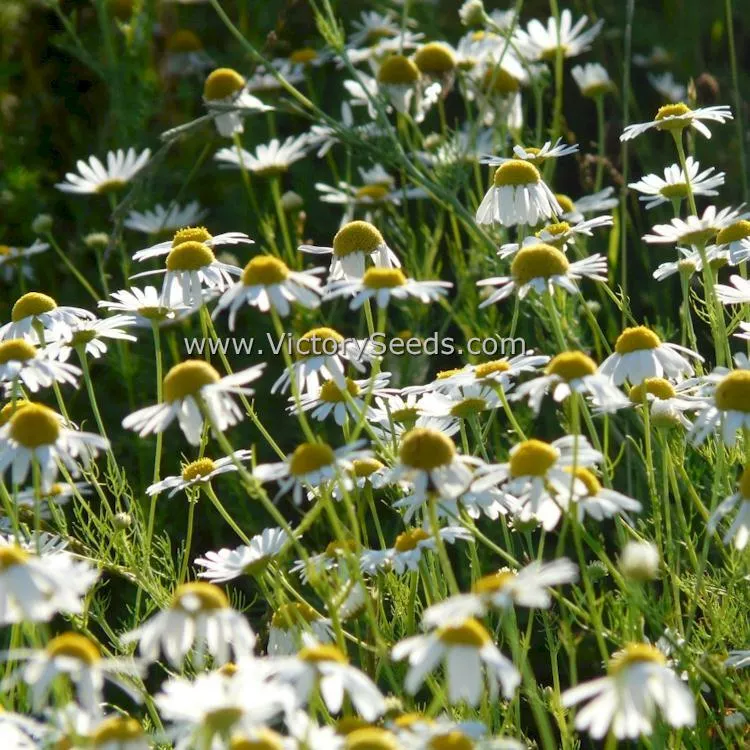 Chamomile, German