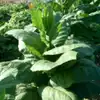 Glessnor Tobacco