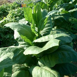 Glessnor Tobacco