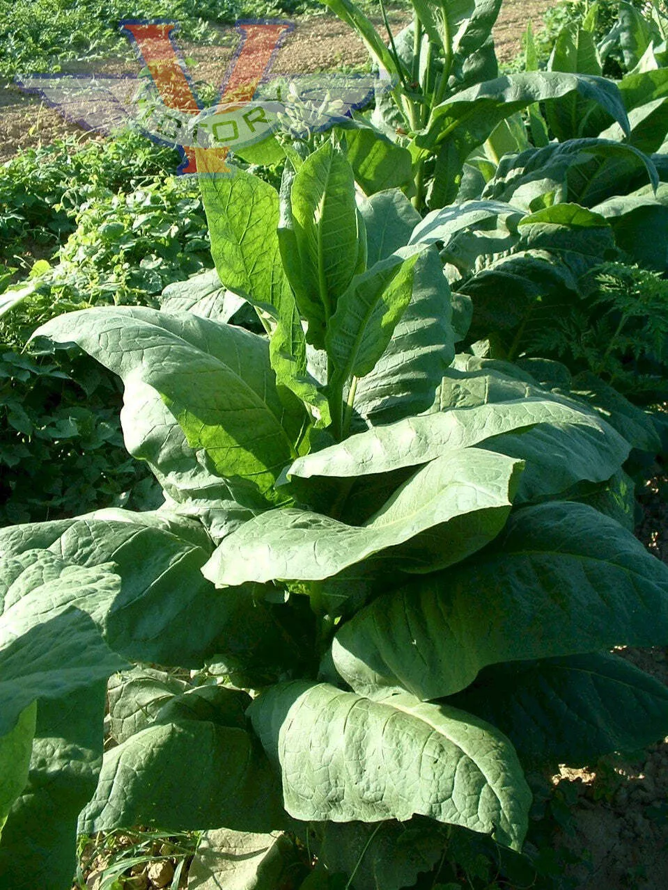 Glessnor Tobacco