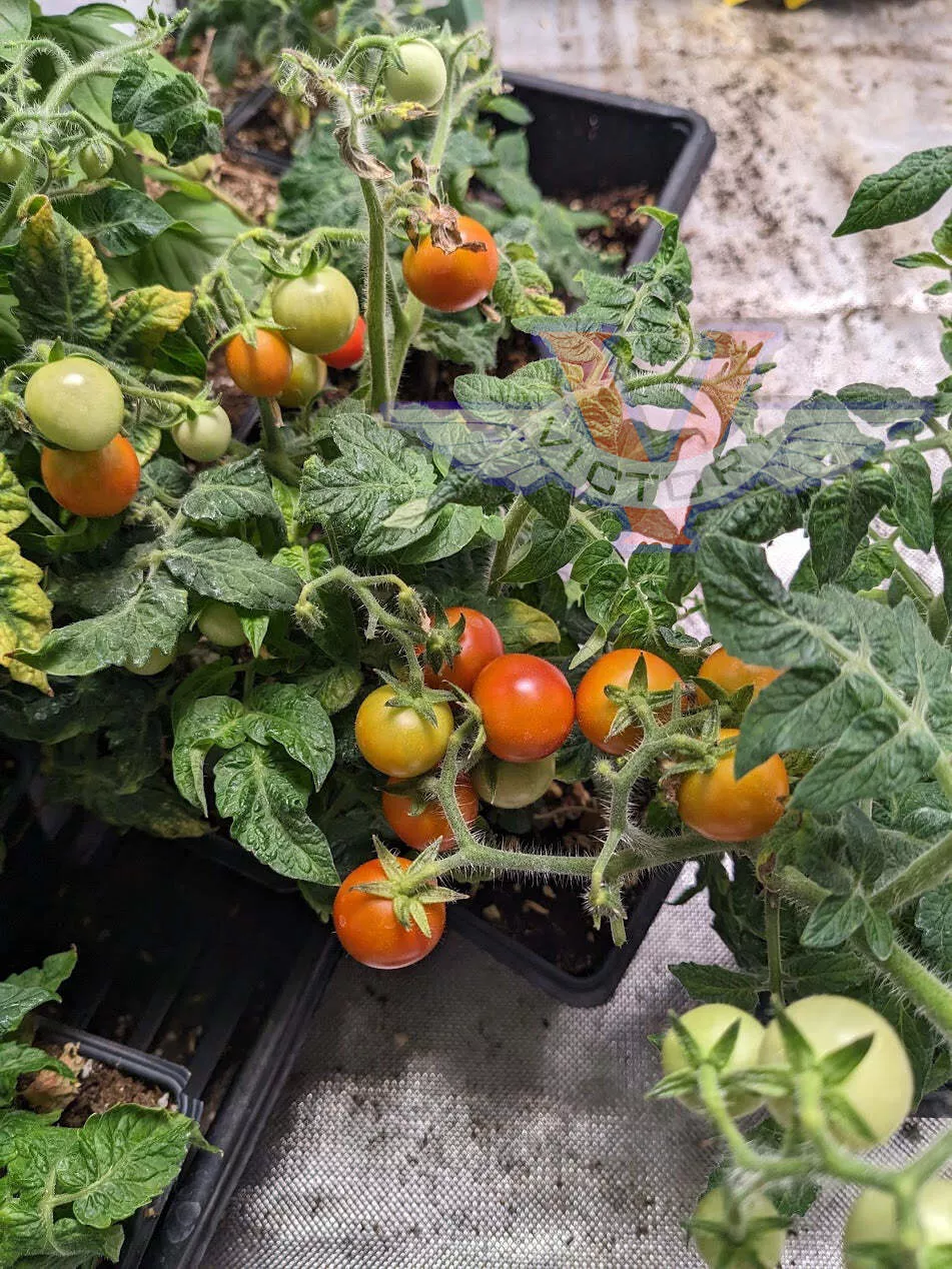 Micro-Tina Tomato