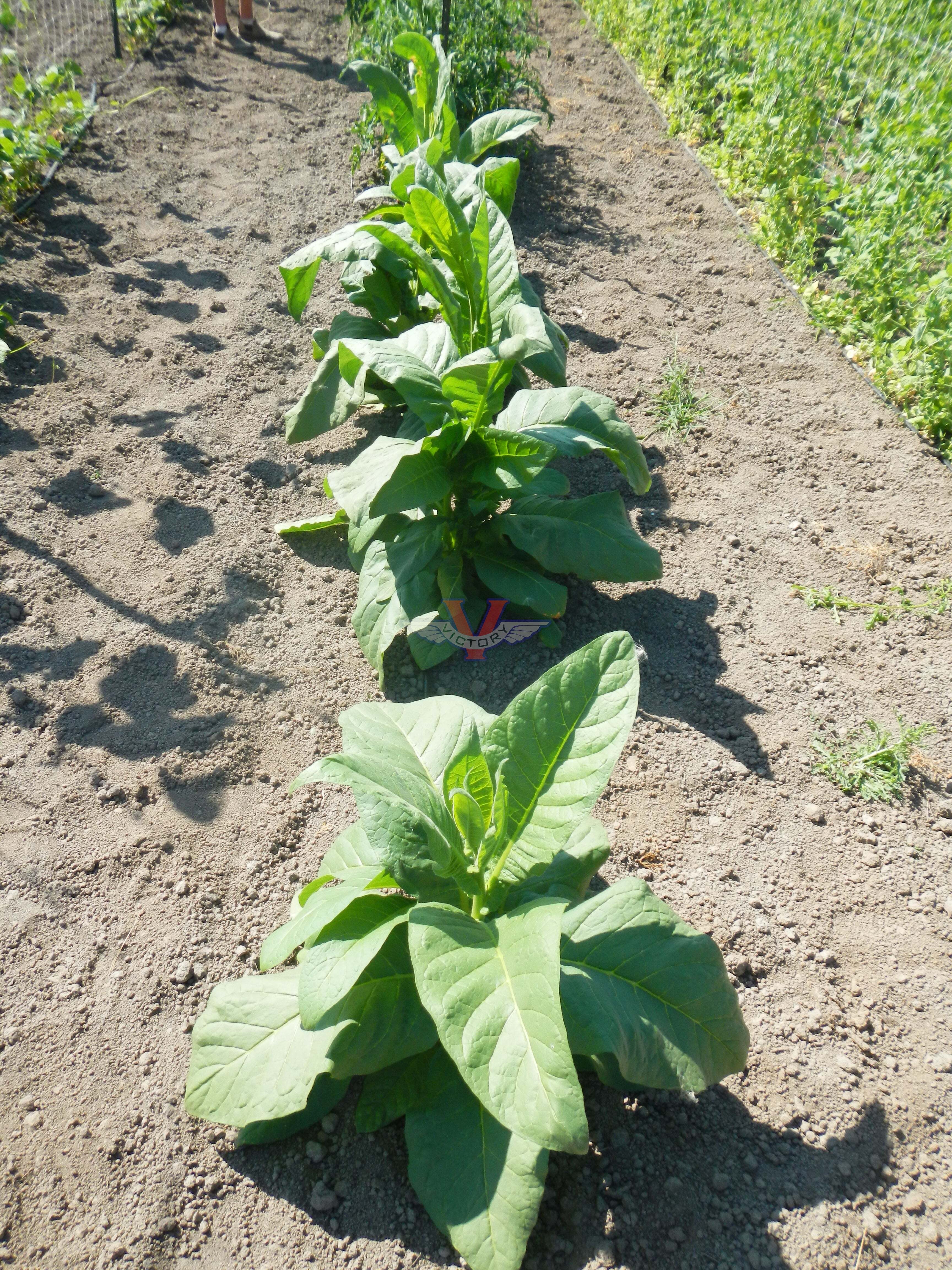 Catterton Tobacco