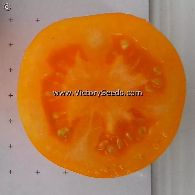 Orange Tree Tomato