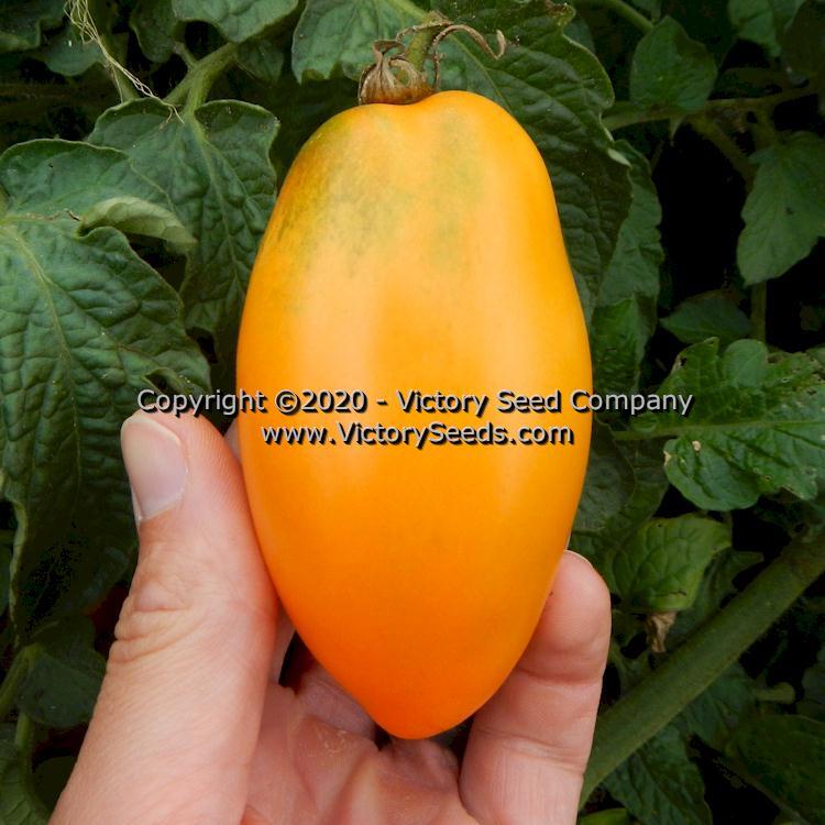Dwarf Laura's Bounty Tomato