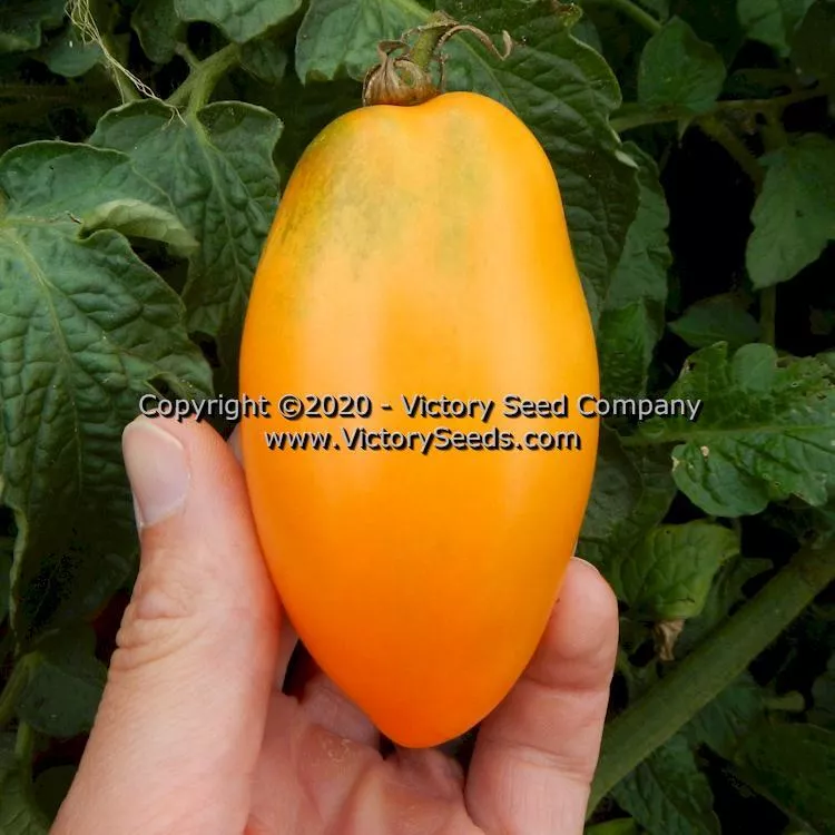 Dwarf Laura's Bounty Tomato
