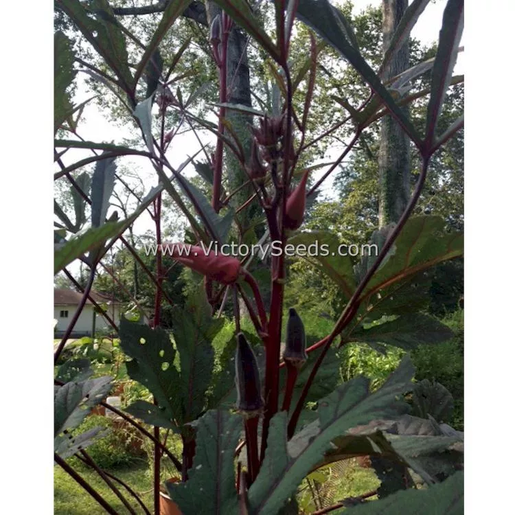 Aunt Hettie's Red Okra