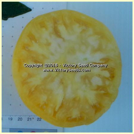 White Wonder Tomato
