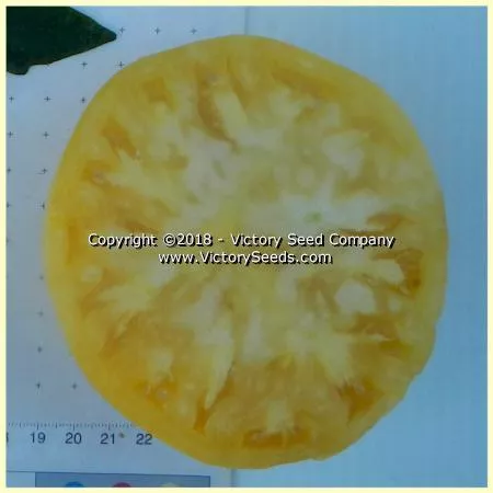 White Wonder Tomato
