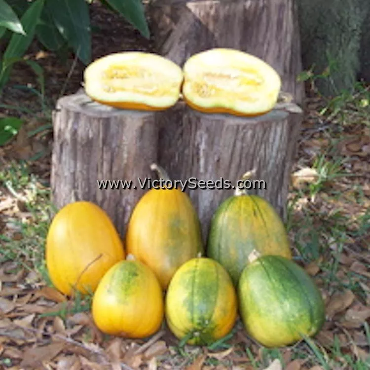 Tatume Summer Squash