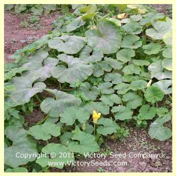 Jarrahdale Winter Squash