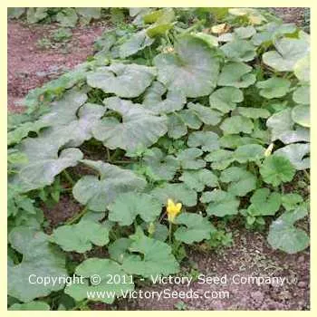 Jarrahdale Winter Squash
