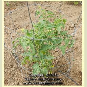 Dwarf Scarlet Heart Tomato