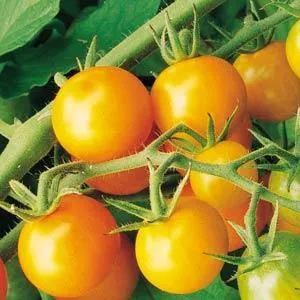 Sungold F1 Tomato