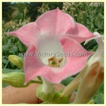 Kelly Brownleaf Tobacco