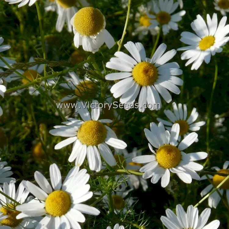Chamomile, German