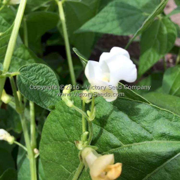 Greencrop (Green Crop) Bush Green Garden Bean