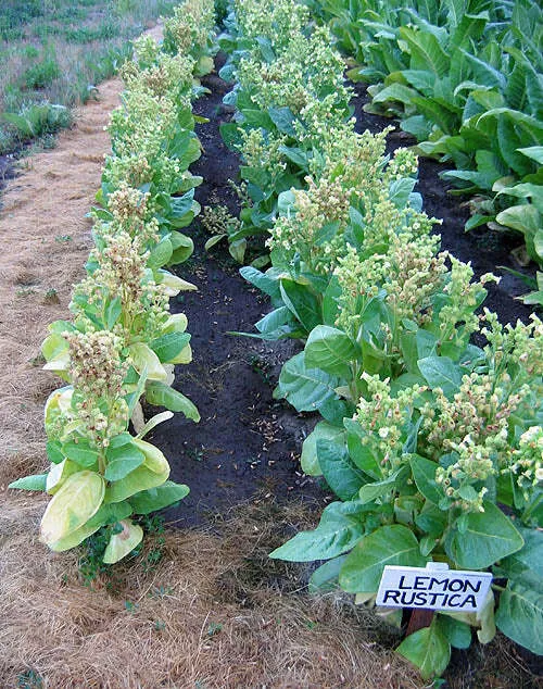 Limonka Rustica (Lemon) Tobacco