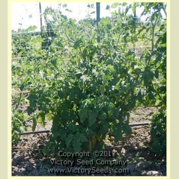 Dwarf Caitydid Tomato