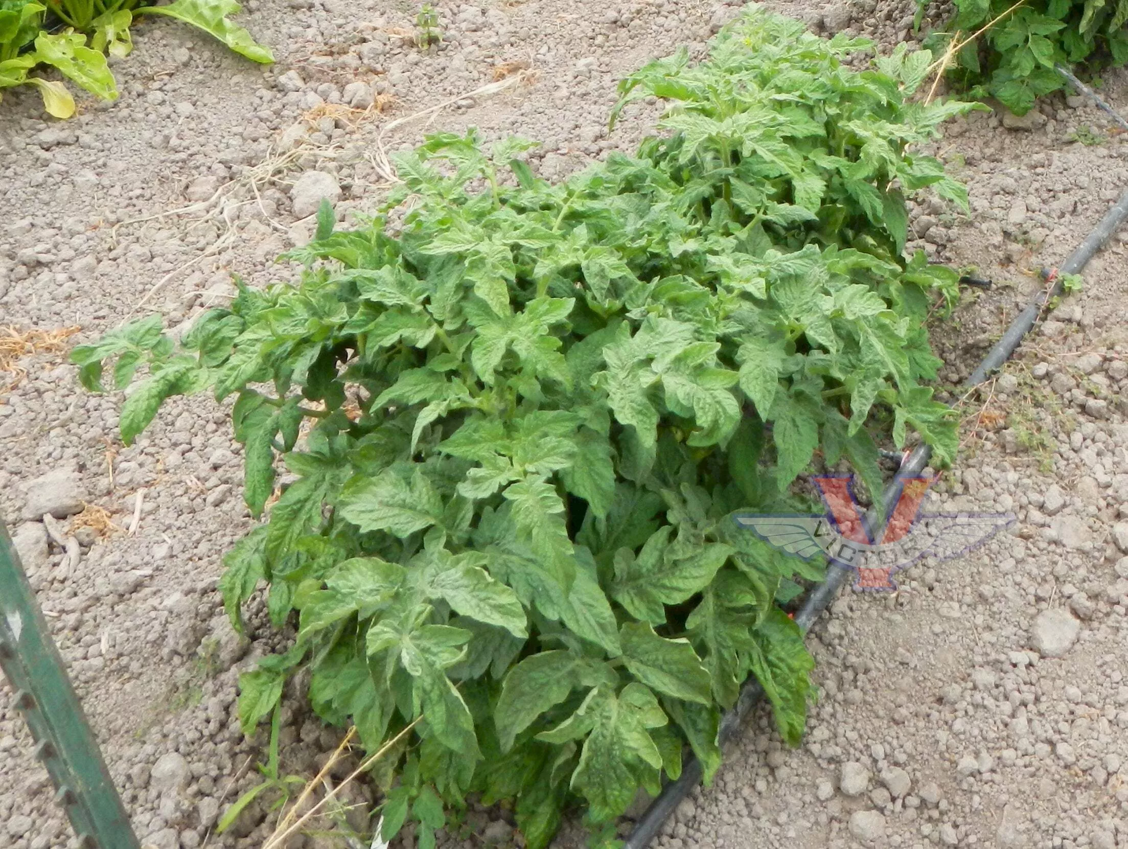Chocolate Lightning Tomato