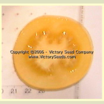 Livingston's Gold Ball Tomato