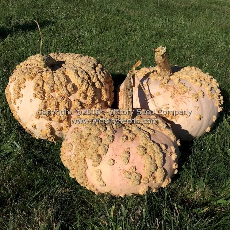 Galeux d' Eysines Winter Squash