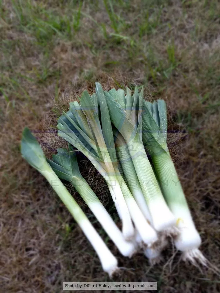Broad London (Large American Flag) Leek