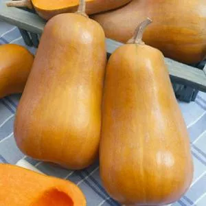 Honeybaby F1 Winter Squash