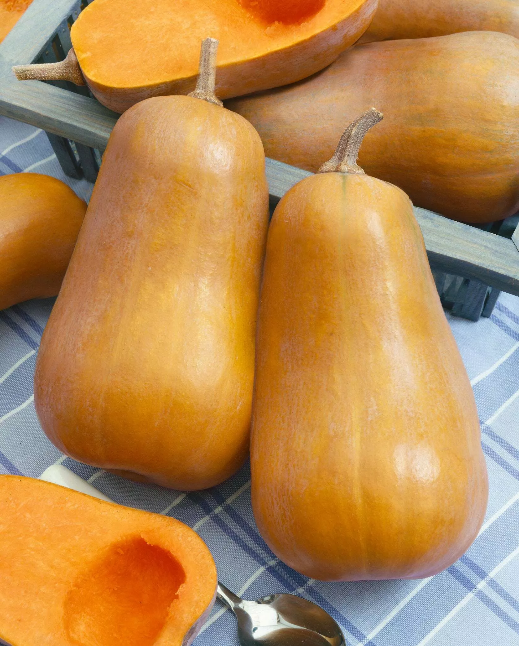 Honeybaby F1 Winter Squash
