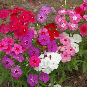 Drummond's Phlox - Grandiflora Tall Mix