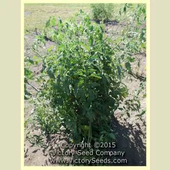 Burpee's Trucker's Favorite Tomato