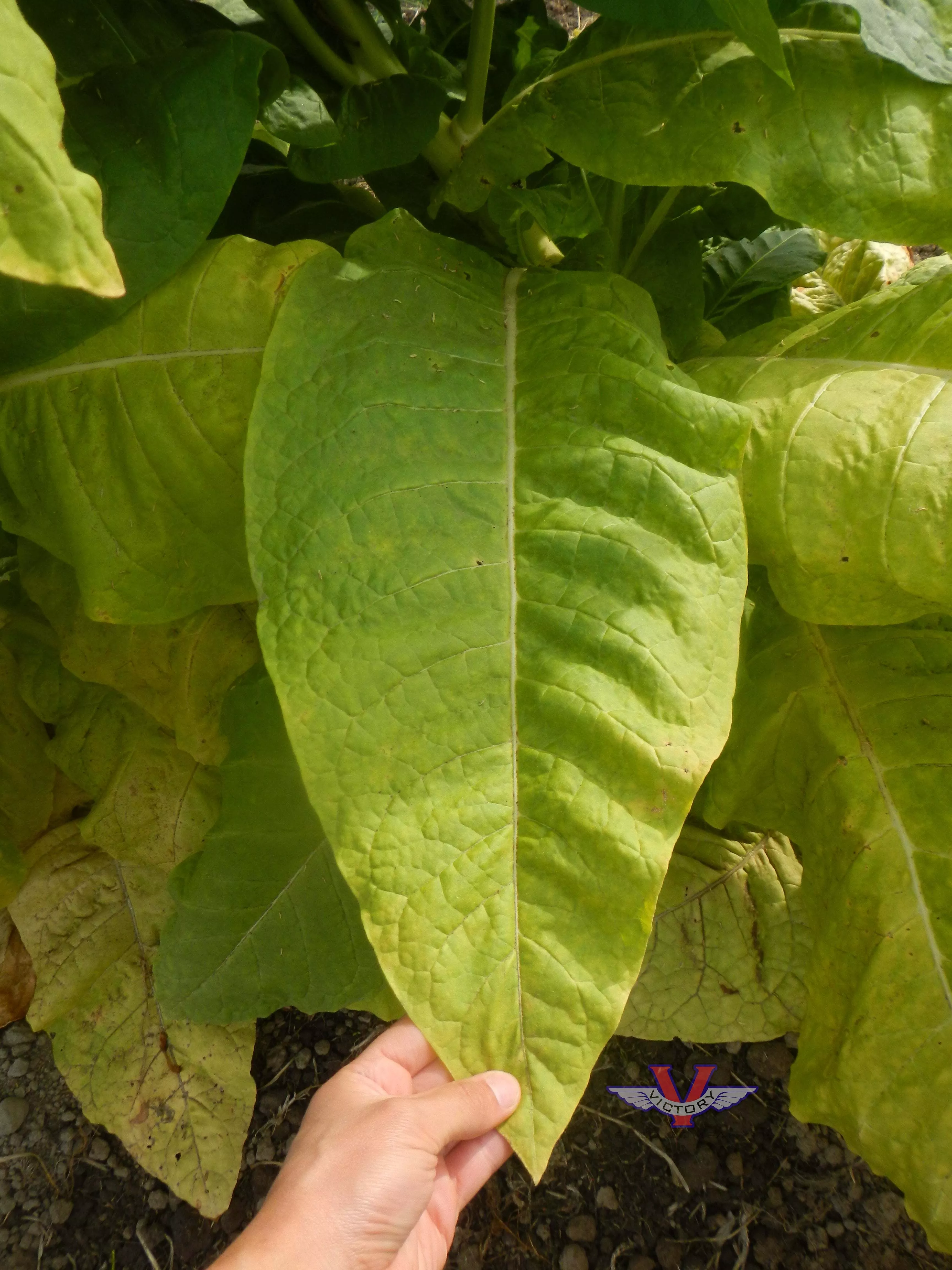 KY 24 Tobacco