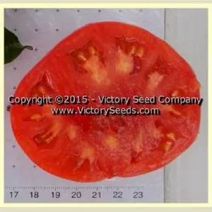 Yukon Quest Tomato