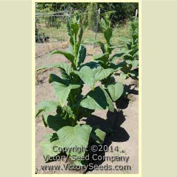 Yellow Mammoth Tobacco