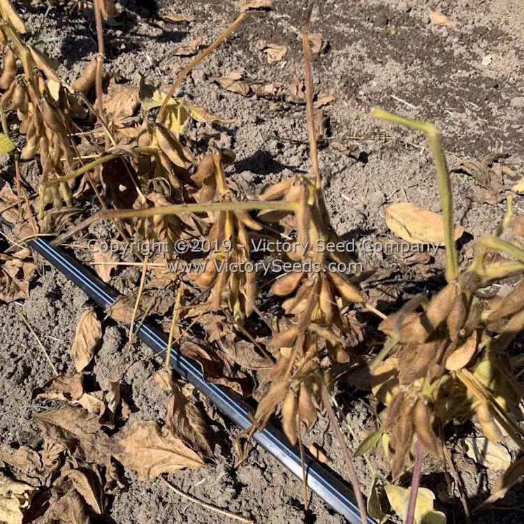 Hidatsa Soybean