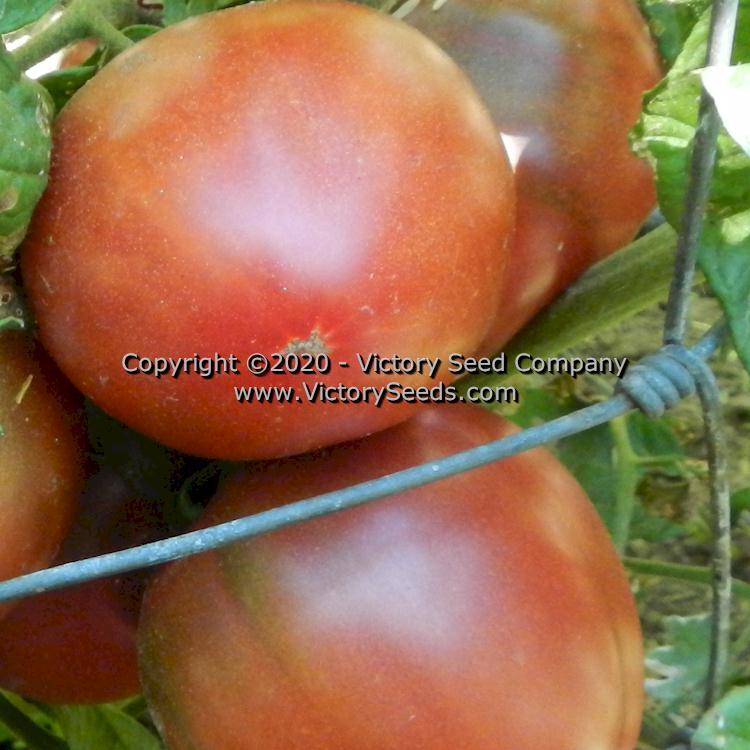 Blue's Bling Tomato