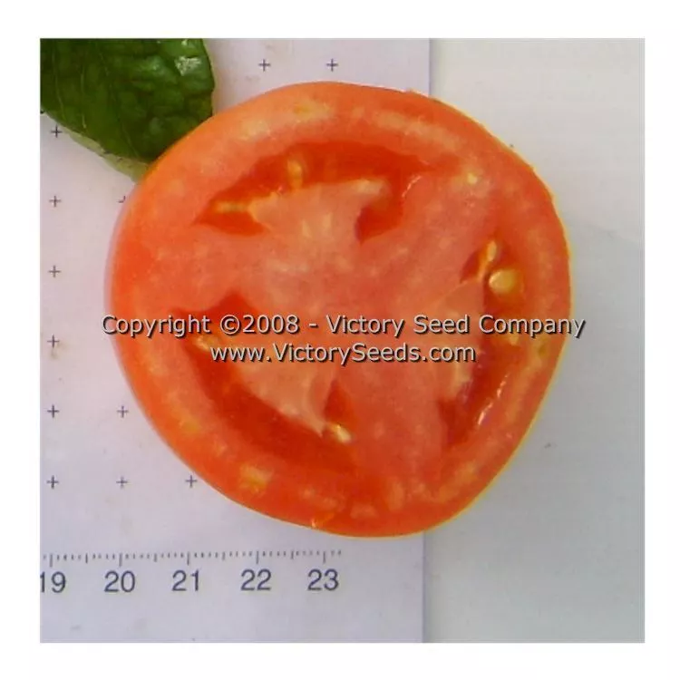 Homestead 24 Tomato