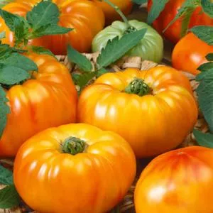 Chef's Choice Bi Color F1 Tomato