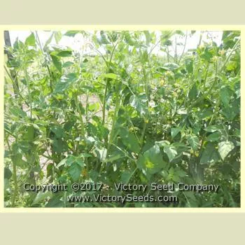 Anna's Kentucky Tomato