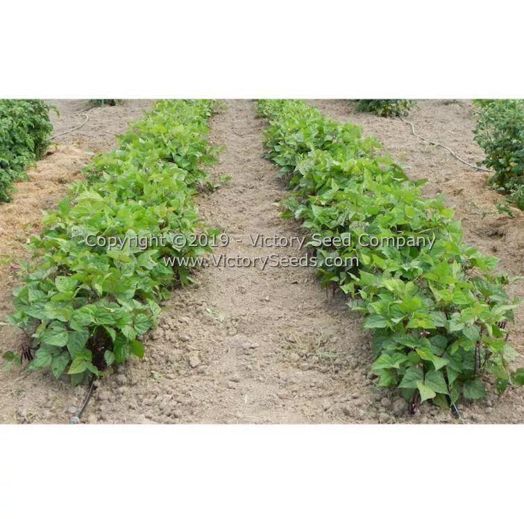 Purple Dove Bush Garden Bean