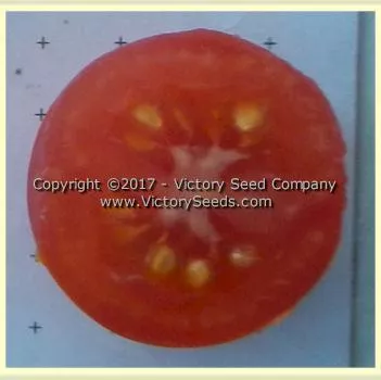 Maja Tomato