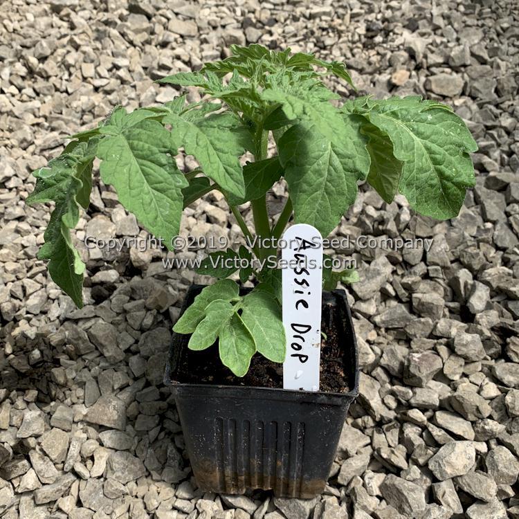 Aussie Drop Tomato