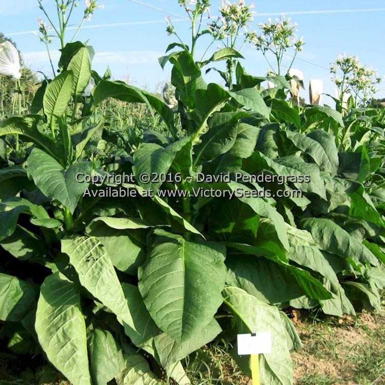 Red Rose Tobacco
